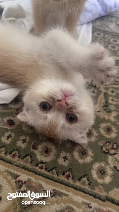 Golden and blue folded Scottish cat  جولدين سكوتش فولد عمر ثلاث شهور مستوى خارق