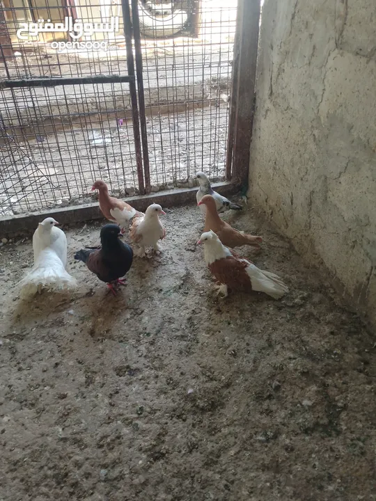متاح جواز و حبات فلت موجودات طبربور سعرهن كويس