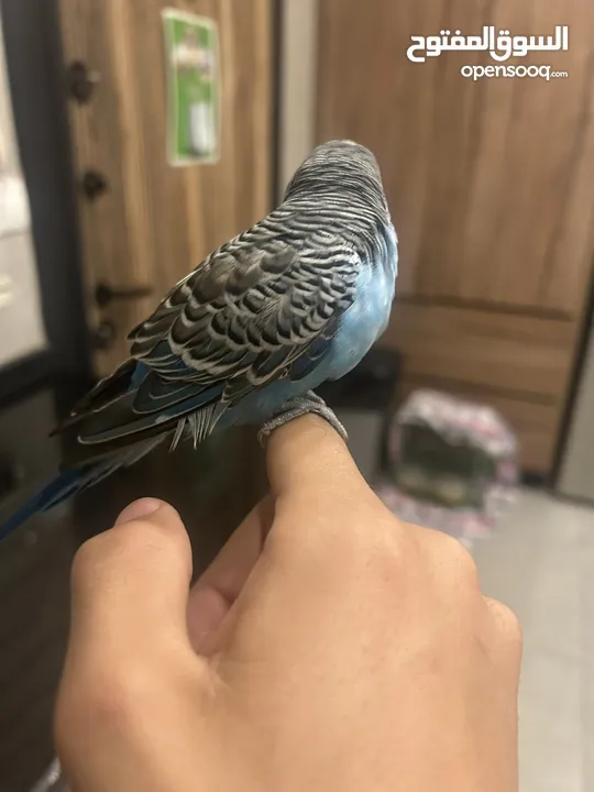 طائر حب نادر أليف  A rare love bird