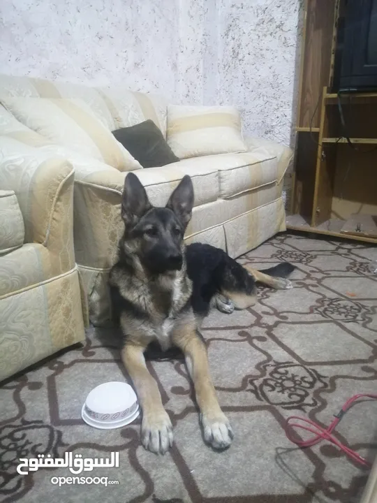 أنثى جيرمن شيبرد عمرها ست شهور