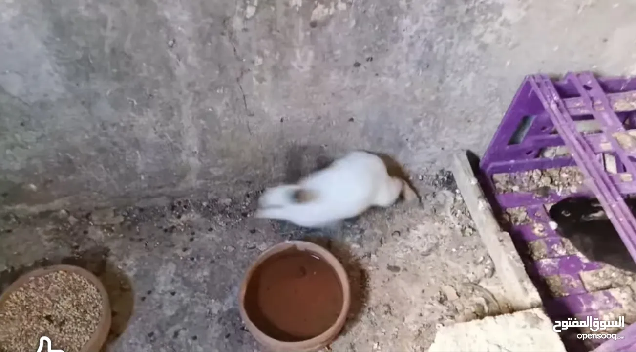 ارانب هولندي وحبة بلدية