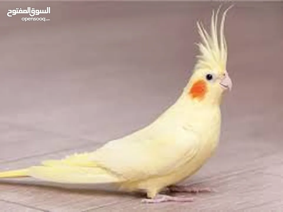 مطلوب ذكر كوكتيل لاتينو اقرأ الوصف