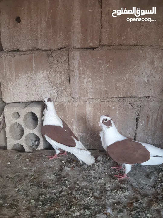 3 جواز شغالات للبيع اقراء الوصف قبل ماترن