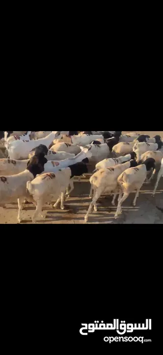 Somali Goats and sheeps