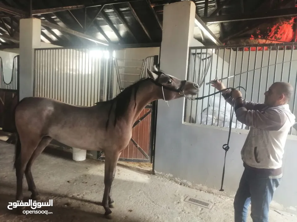 مهر عربي واهو مسجل للبيع