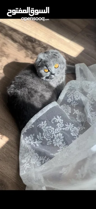 Scottish Fold female 1 year old