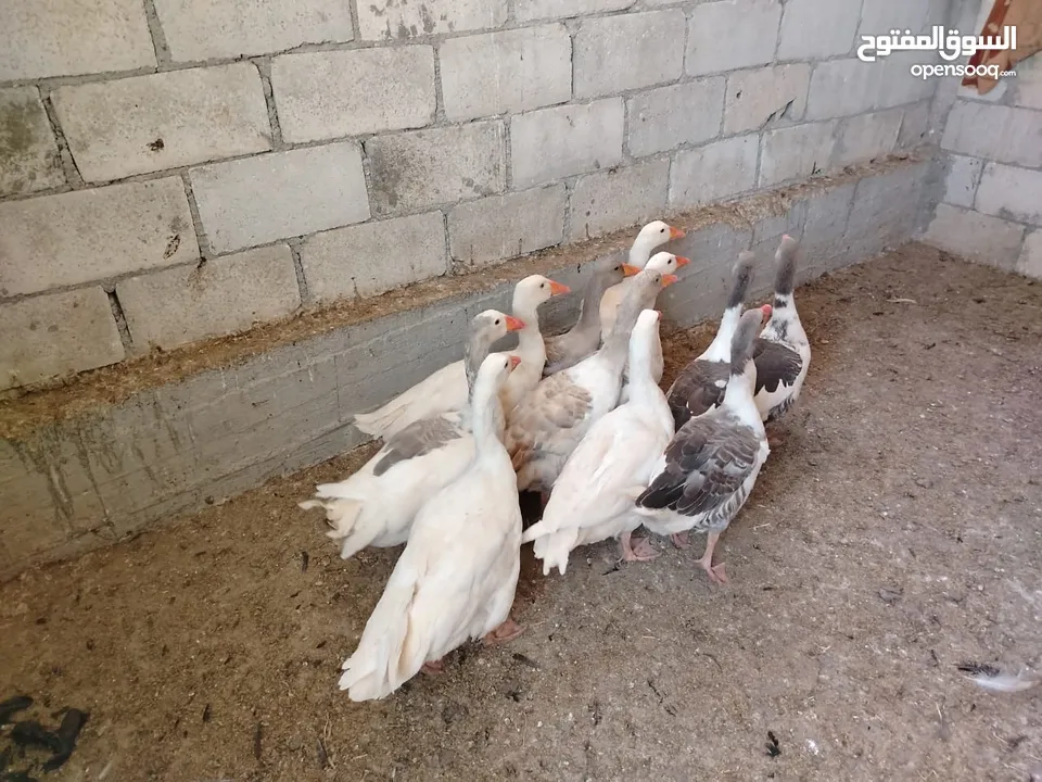 بسم الله ماشاءالله موجود وز حجم جامبو صلاة النبي 8 فرخات و3 ديوك الي شرا يرن ما منقصر معو انشاء الله
