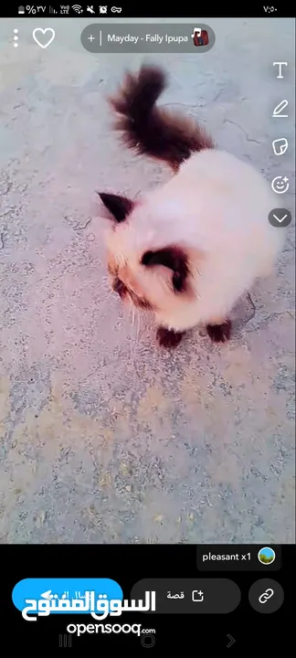 قطط للبيع هامالايا