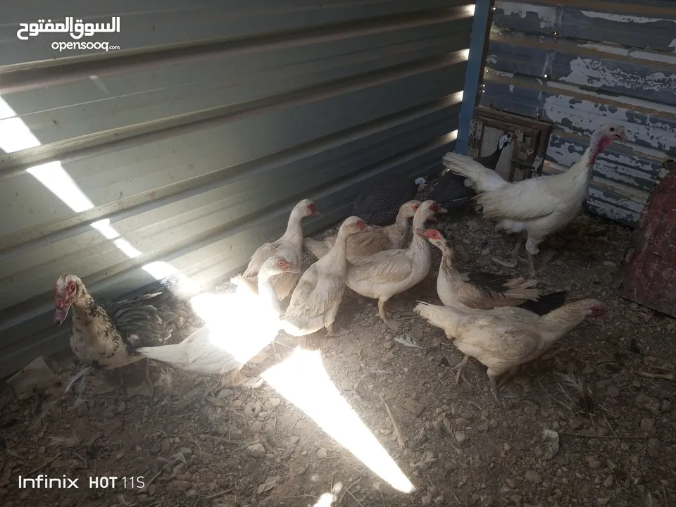 جاج وبط وحبش وفرعوني