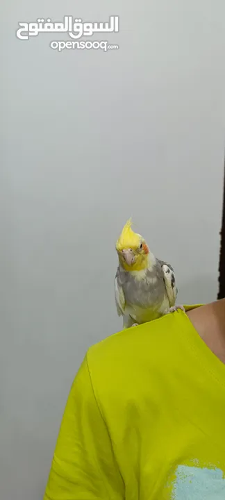 كوكتيل اليف لون رائع للبيع