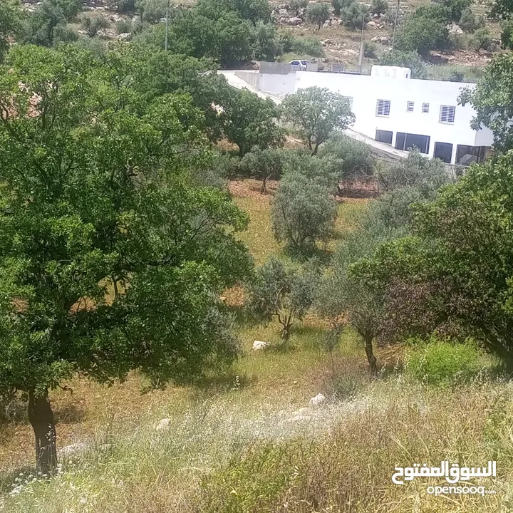 اراضي منطقة عمان الغربيه منطقة زبدا