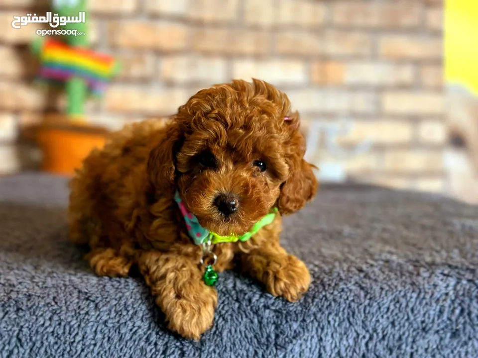 toy poodle T_cup now in Jordan  توي بودل تيكب بجميع الأوراق والثبوتيات والجواز والمايكرتشيب