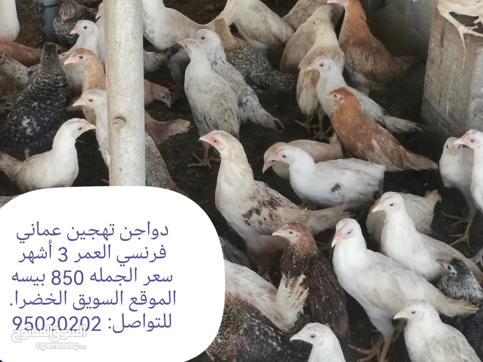 دواجن بياضه ومنتجه عمانيه فرنسيه بمختلف الاحجام والأعمار وغيرها من الطيور