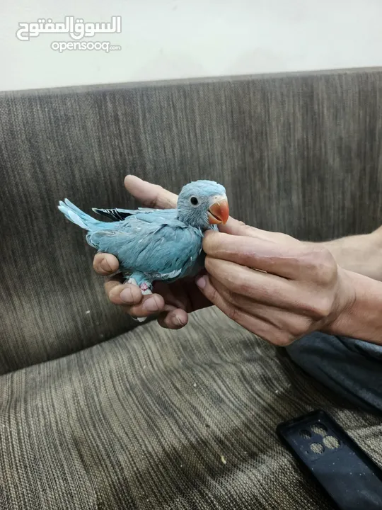 فراخ درة للبيع