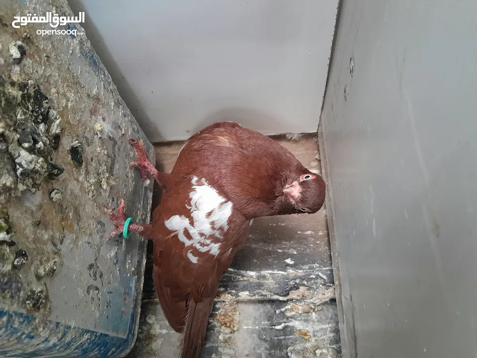 متاح  جواز  حمام الماني  كلو شغال جوز بلوني احمر تحته بيض وطيره مزهوراي حمره مع فرخها  وطيره مسوداي
