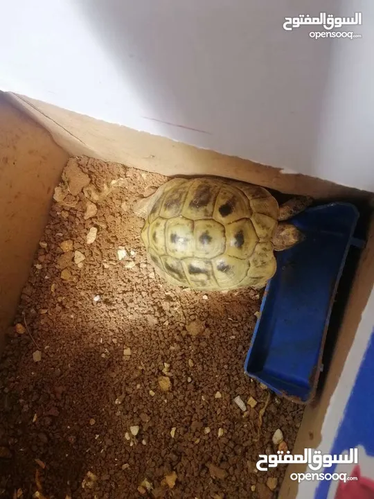 سلاحف عدد 2 ذكر وانثى للبيع حجم كبير