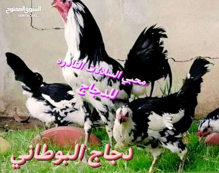 بيض مخصب و صيصان لسلالات دجاج نادره على مستوى العالم