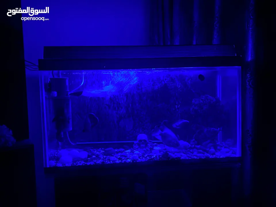 حوض سمك اوسكر كامل اغراضو للبيع