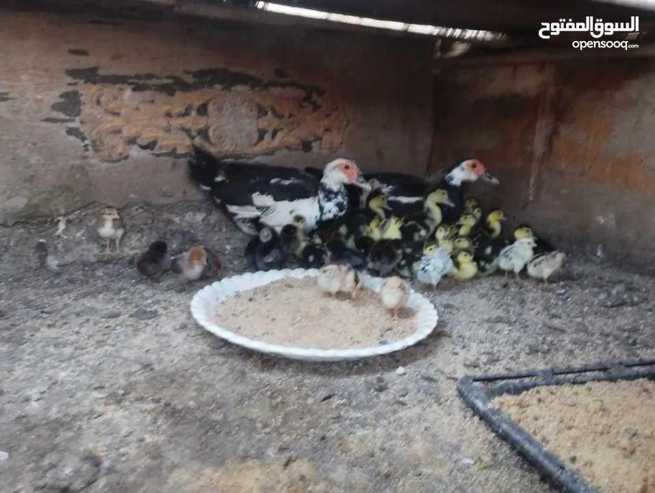 طيور متنوعه نضيفه كتير ترباية بيت مو قصص تجار