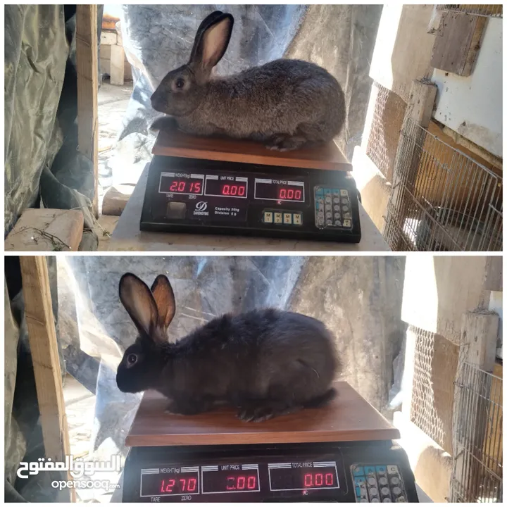 كوم اناث أرانب للبيع