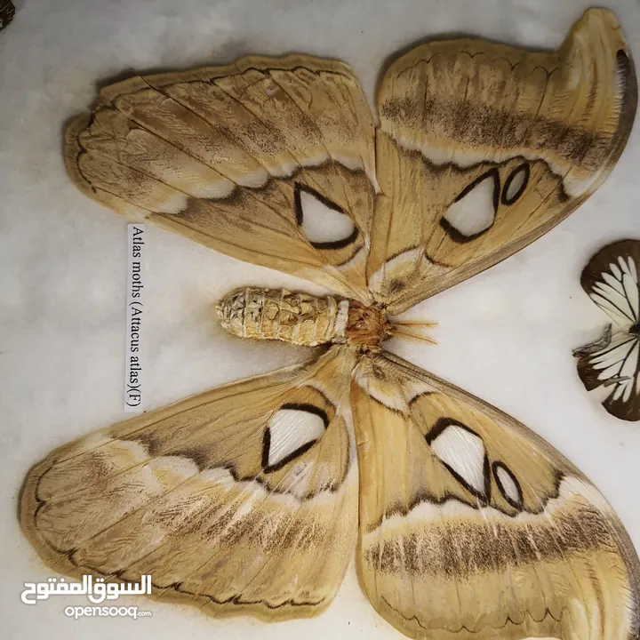 فراشة (atlas moth) اكبر فراشة بالعالم للبيع