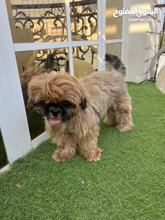 كلب شيتزو انثى Shih Tzu female