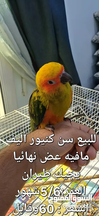 سن كنيور أليف