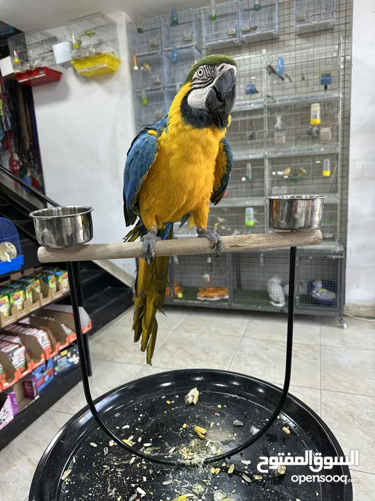 ببغاء مكاو ازرق اليف جدا ولعوب
