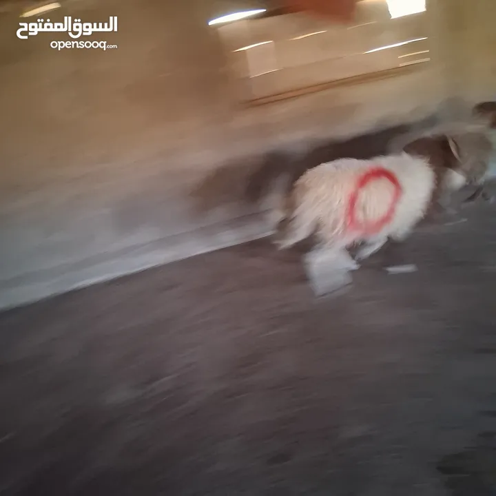 خرفان بلدي نذر او عقيقه للبيع وزن من 47 ل 50