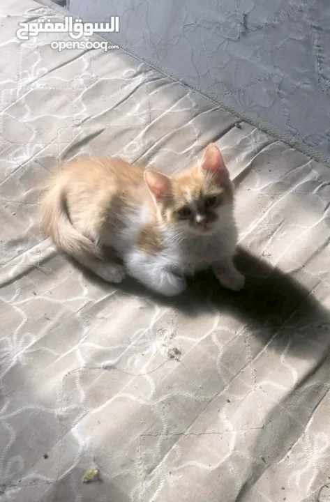 ذكر وانثى و5 قطط صغار