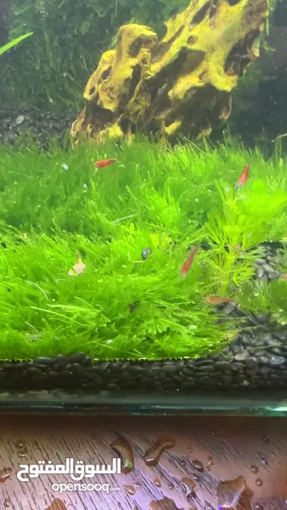 Beautiful aquarium plants for sale