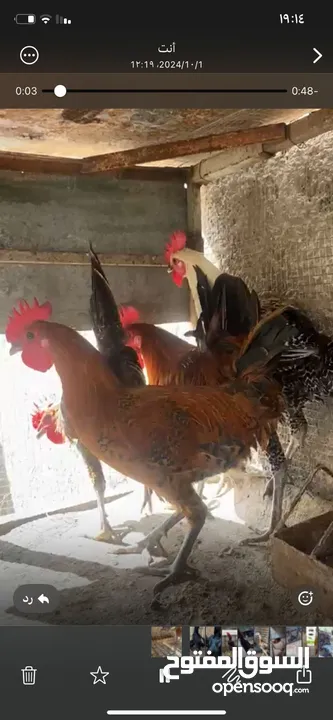 طيور مزرعه زرب الصواوين