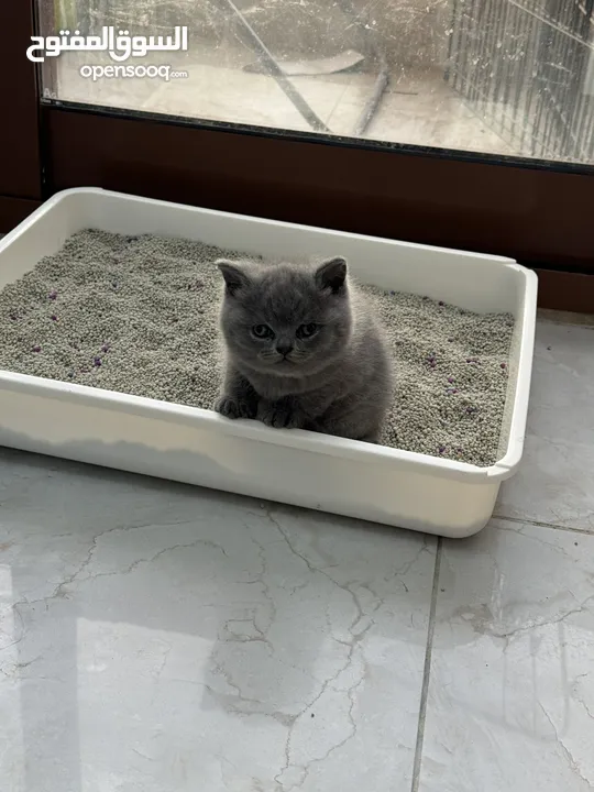 British shorthair kitten for sale