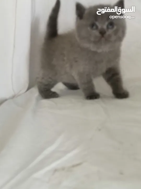 chat British blue pure race