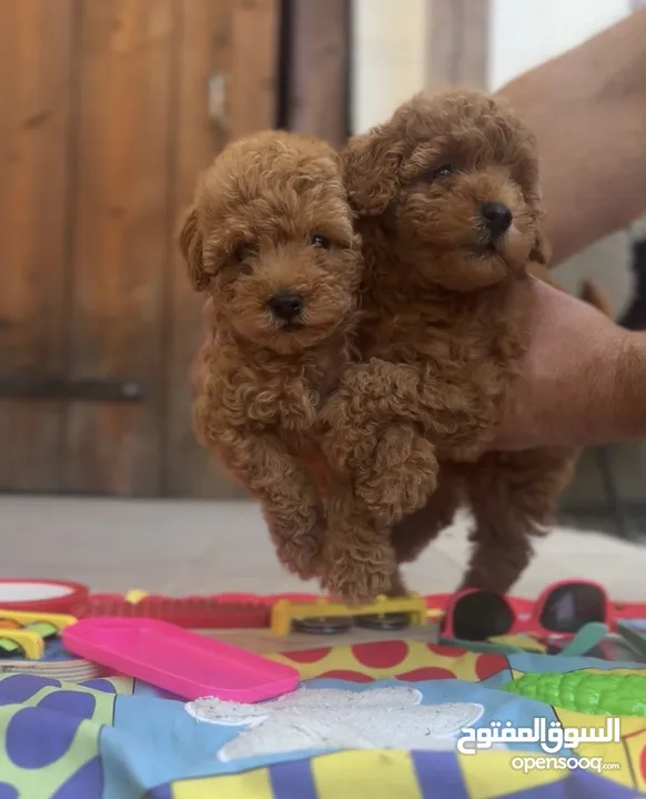 Toy poodle توي بودل