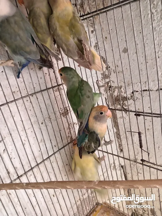 طور روز  ألوان بتجنن الله يبارك لصاحب النصيب. روز البينو عين حمرا. البينو بيور من انناحي