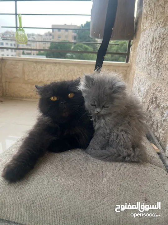 قطط سكوتش فولد مكس عدد 2  العمر شهرين وأسبوع إناث للبيع بسعر مغرررررري