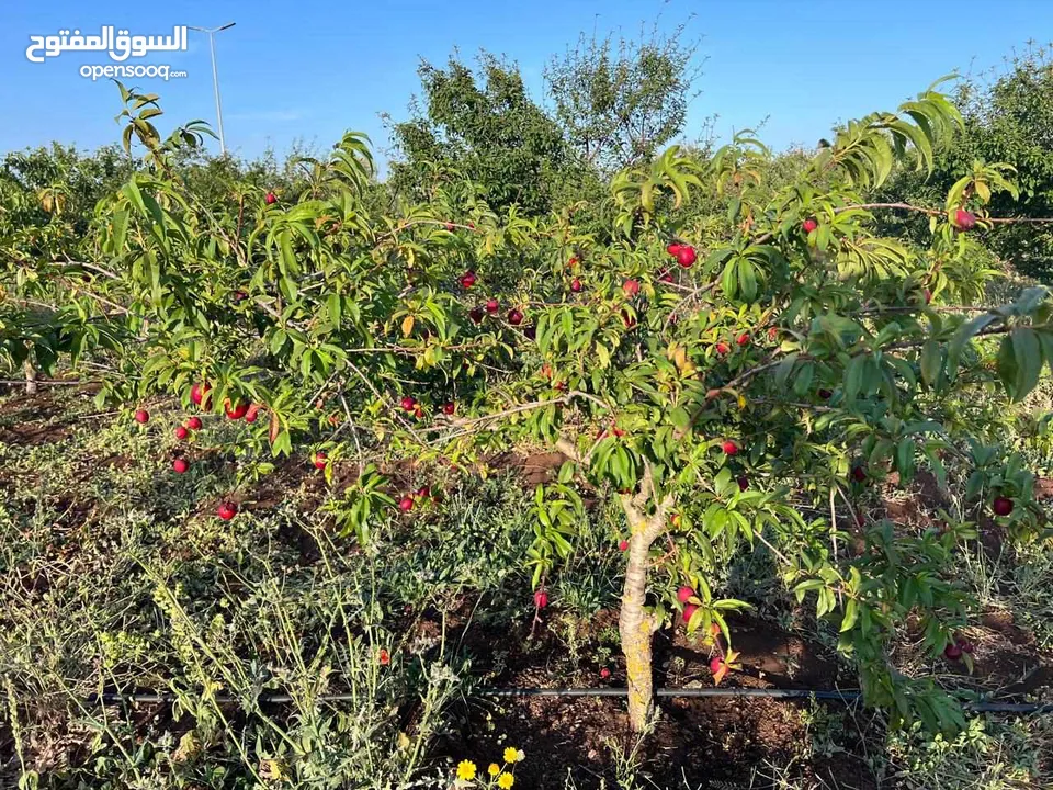 ضيعة فلاحية للببع  جهة الرباط زعير