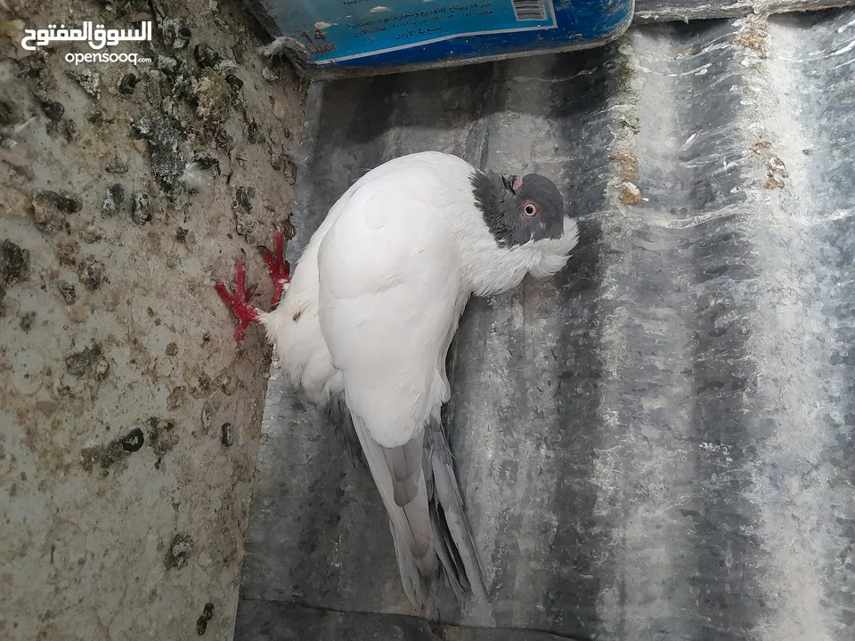 متاح  جواز  حمام الماني  كلو شغال جوز بلوني احمر تحته بيض وطيره مزهوراي حمره مع فرخها  وطيره مسوداي