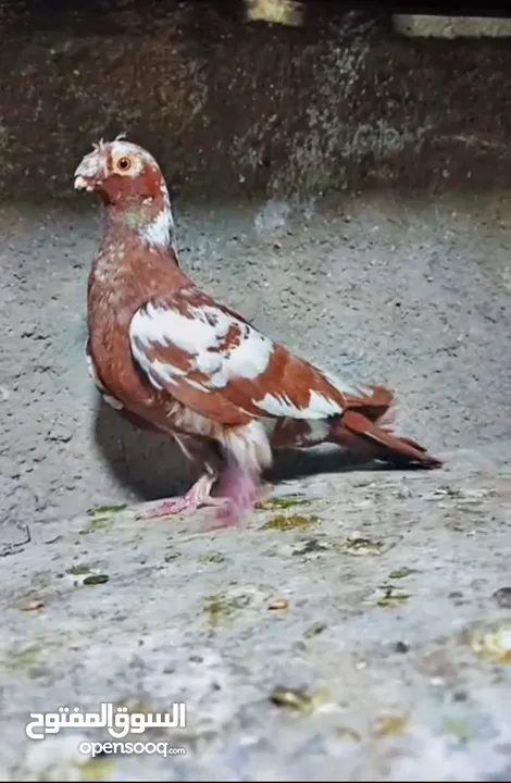 بسم الله الرحمن الرحيم   متاح بالصلاة على النبي   مسود قراقطه شامي   مطوق احمر   مطوق اسود   عنابي ا