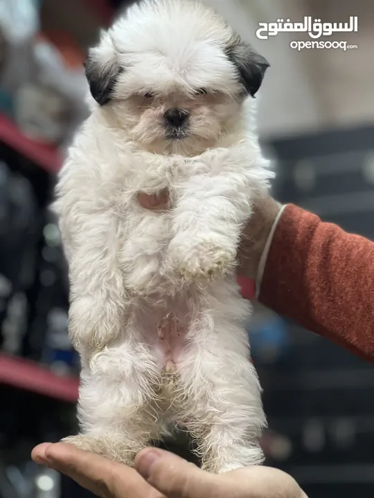 Shihtzu puppy