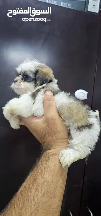 Shit tzu available Pomerania tea cup Maltipoo