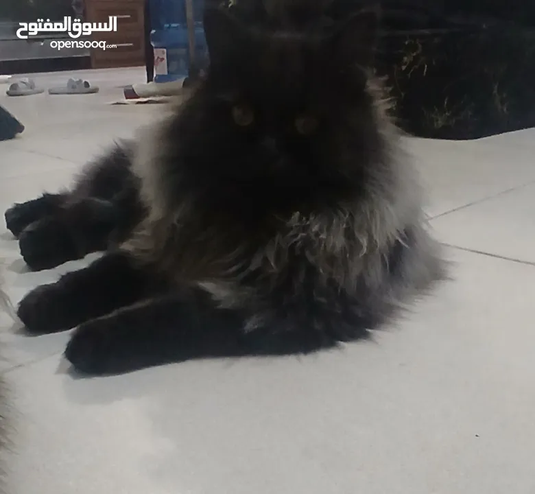 قطط للبيع نوع شانشلا
