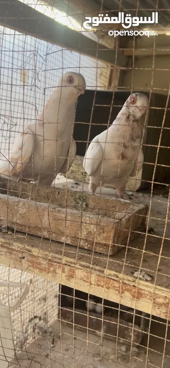 جواز للبيع