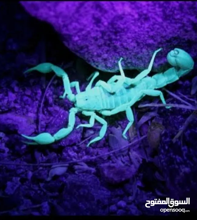 لوكس UV أشعة فوق البنفسجية  كشاف العقارب كاشف الفطريات والاوساخ