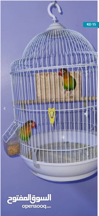 Parrots For Sale with Cage and Stand