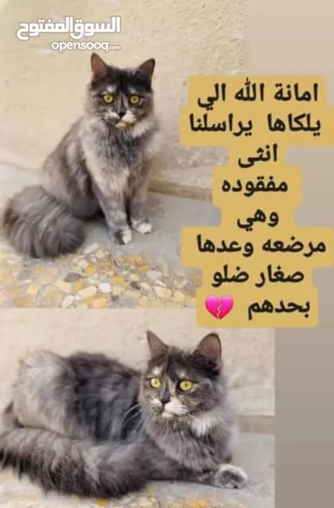 قطة مفقوده الي عنده خبر عنها يتواصل وياي