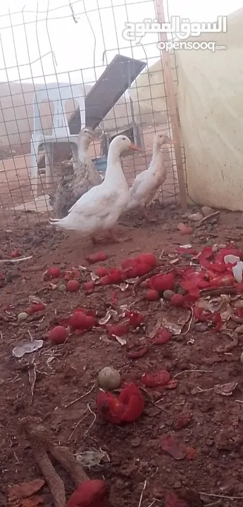 جوز بط شغال مع ولدهن 15 دينار