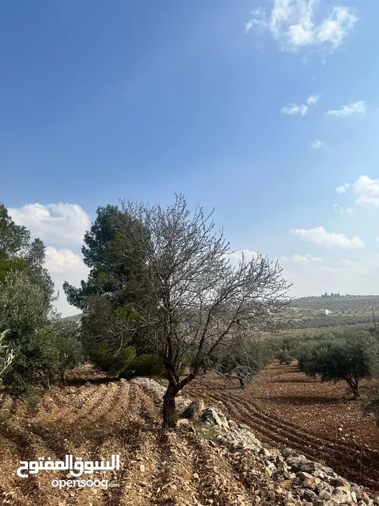 فرصة العمر مزرعة زيتون راقية  طريق اربد عمان كافه الخدمات 17 دونم و نص منتجه