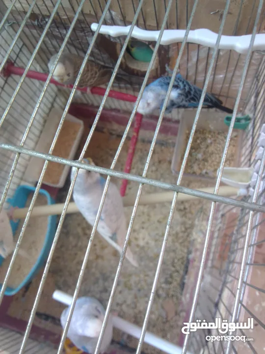 اللبيع 3جواز حب اللبيع اربد دوار صحاره مع 3كواخ وقفص 3معالف
